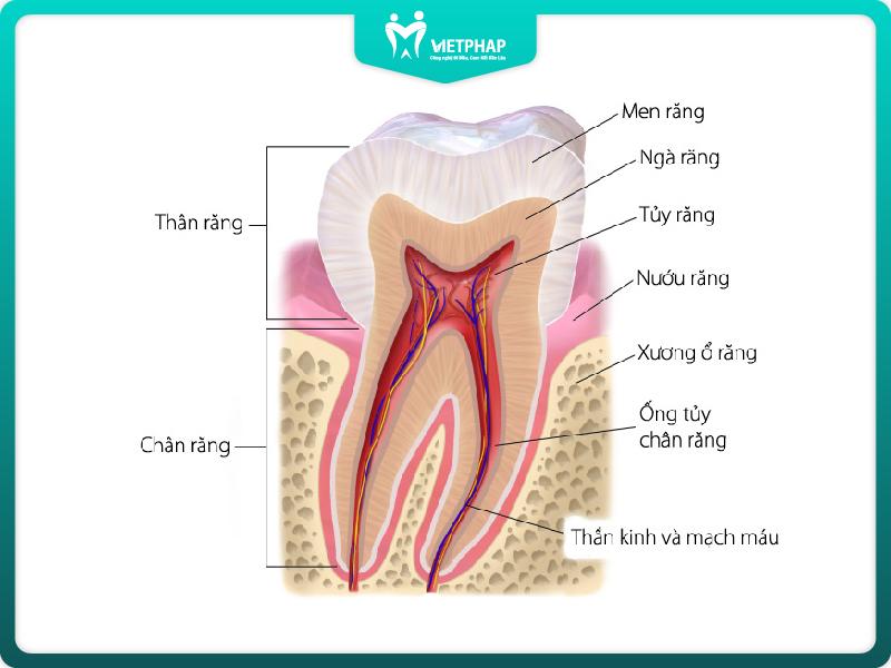 Tủy răng là một bộ phận cấu tạo răng