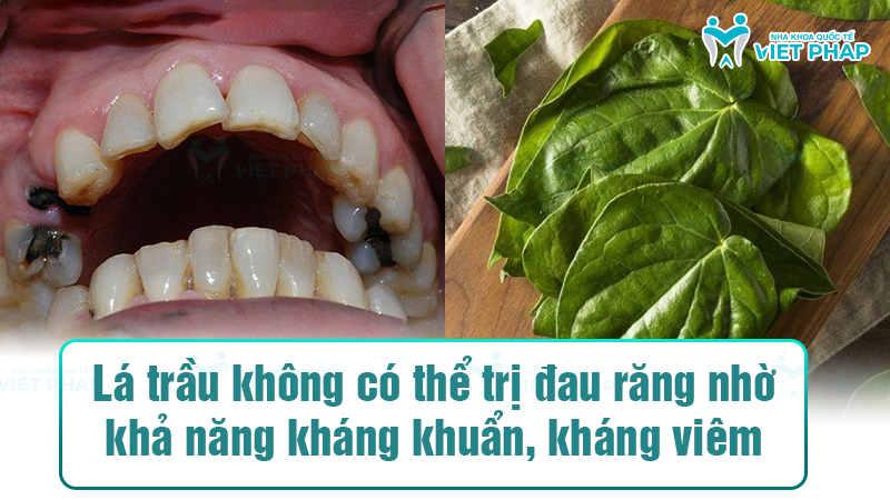 Lá trầu không có thể trị đau răng nhờ khả năng kháng khuẩn, kháng viêm