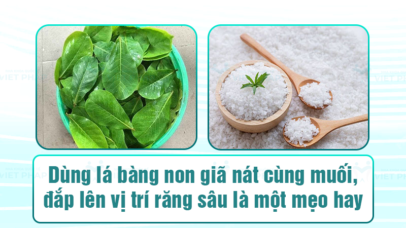 Dùng lá bàng non giã nát cùng muối, đắp lên vị trí răng sâu là một mẹo hay