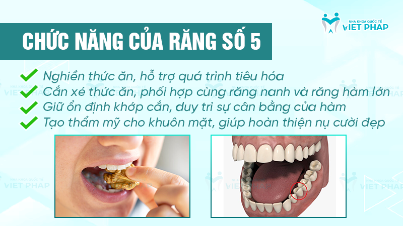 Chức năng của răng số 5