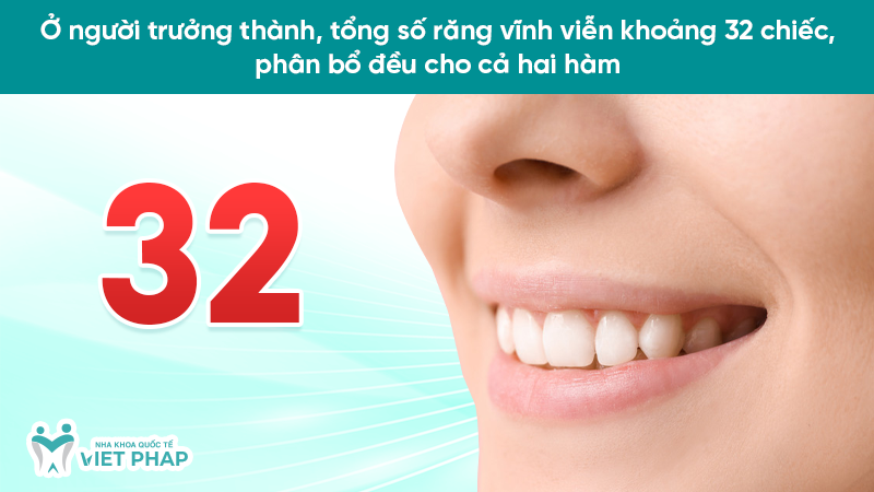 Ở người trưởng thành, tổng số răng vĩnh viễn khoảng 32 chiếc, phân bổ đều cho cả hai hàm