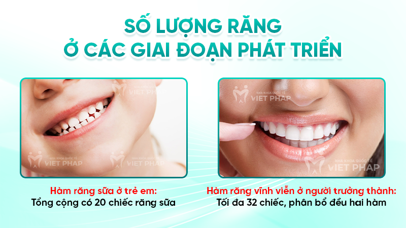 Số lượng răng ở các giai đoạn phát triển