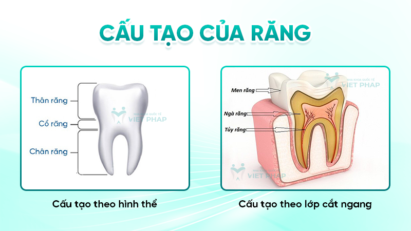 Cấu tạo của răng