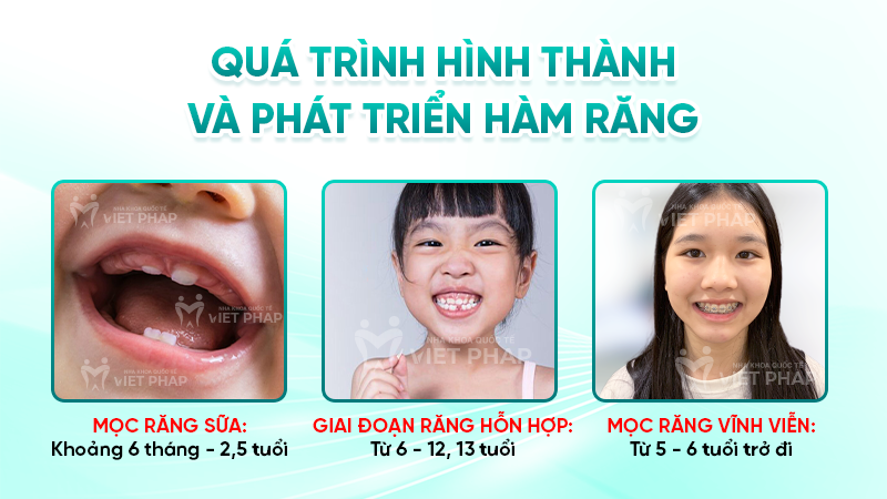 Quá trình hình thành và phát triển hàm răng