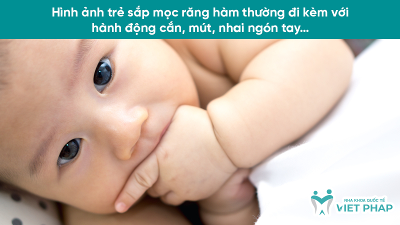 hinh anh tre sap moc rang ham 2.2 Hình ảnh trẻ sắp mọc răng hàm thường đi kèm với hành động cắn, mút, nhai ngón tay…