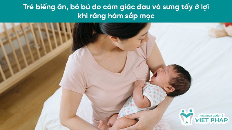 hinh anh tre sap moc rang ham 2.4 Trẻ biếng ăn, bỏ bú do cảm giác đau và sưng tấy ở lợi khi răng hàm sắp mọc
