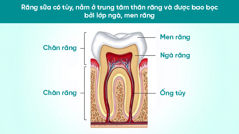 rang sua co tuy khong 1 Răng sữa có tủy, nằm ở trung tâm thân răng và được bao bọc bởi lớp ngà, men răng