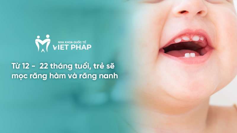 Từ 12 -  22 tháng tuổi, trẻ sẽ mọc răng hàm và răng nanh