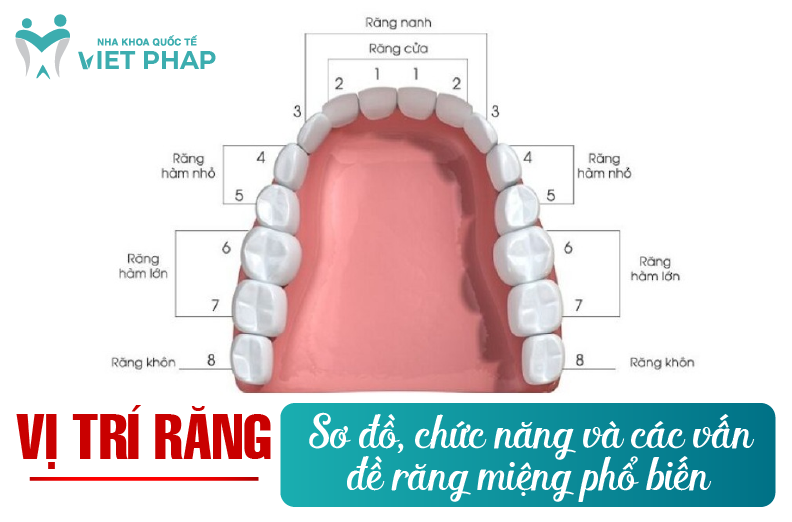 Vị trí răng: Sơ đồ, chức năng và các vấn đề răng miệng phổ biến