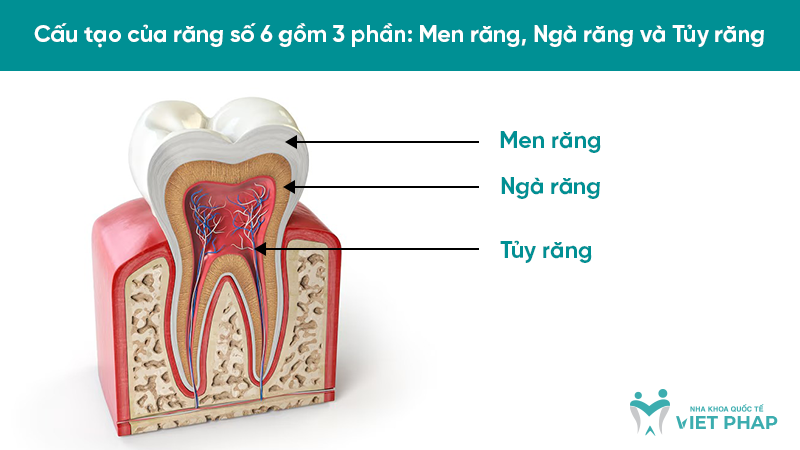 Cấu tạo của răng số 6 gồm 3 phần: Men răng, Ngà răng và Tủy răng
