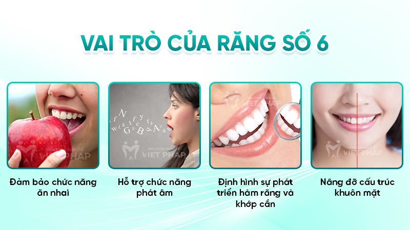 Vai trò của răng số 6