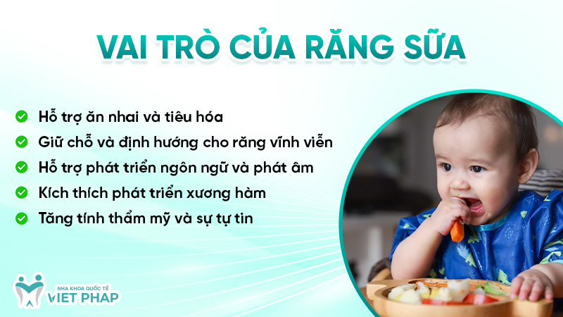 Vai trò của răng sữa