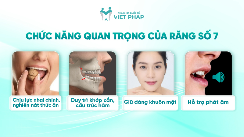 251203 rang so 7 o vi tri nao 03 Chức năng quan trọng của răng số 7