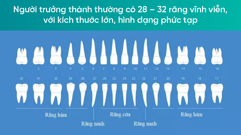 251211 rang vinh vien 03 Người trưởng thành thường có 28 – 32 răng vĩnh viễn, với kích thước lớn, hình dạng phức tạp