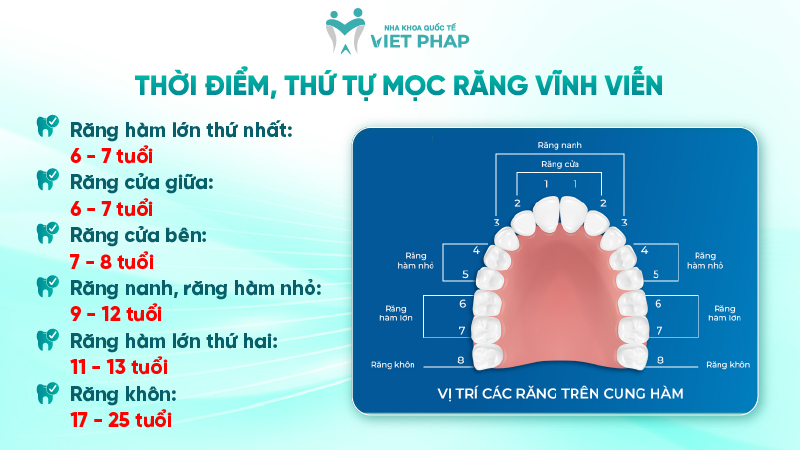 251211 rang vinh vien 05 Thời điểm, thứ tự mọc răng vĩnh viễn