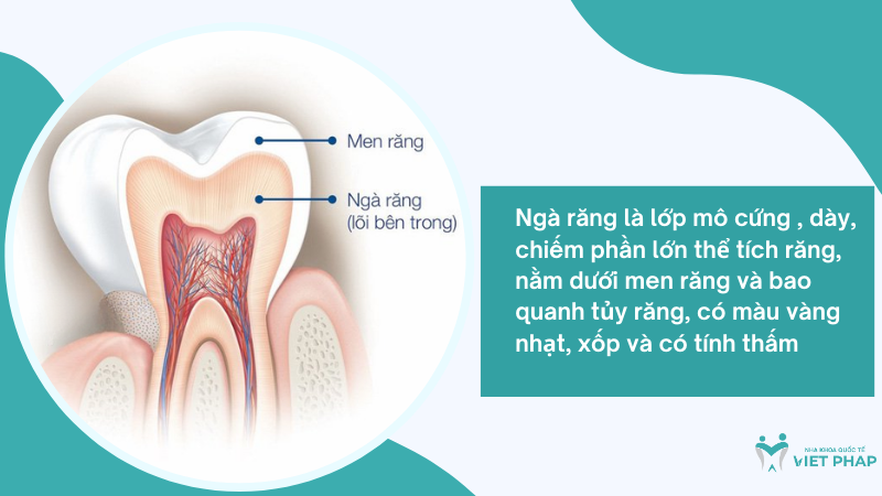 Ngà răng là lớp mô cứng , dày, chiếm phần lớn thể tích răng, nằm dưới men răng và bao quanh tủy răng, có màu vàng nhạt, xốp và có tính thấm