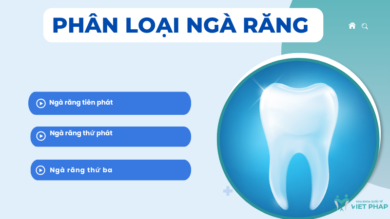 Phân loại ngà răng