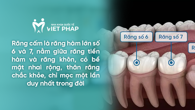 Răng cấm là răng hàm lớn số 6 và 7, nằm giữa răng tiền hàm và răng khôn, có bề mặt nhai rộng, thân răng chắc khỏe, chỉ mọc một lần duy nhất trong đời 