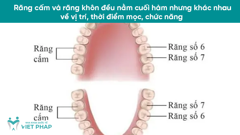 Răng cấm và răng khôn đều nằm cuối hàm nhưng khác nhau về vị trí, thời điểm mọc, chức năng