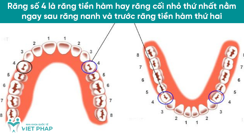 rang so 4 1 Răng số 4 là răng tiền hàm hay răng cối nhỏ thứ nhất nằm ngay sau răng nanh và trước răng tiền hàm thứ hai