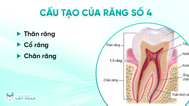 rang so 4 2 Cấu tạo của răng số 4