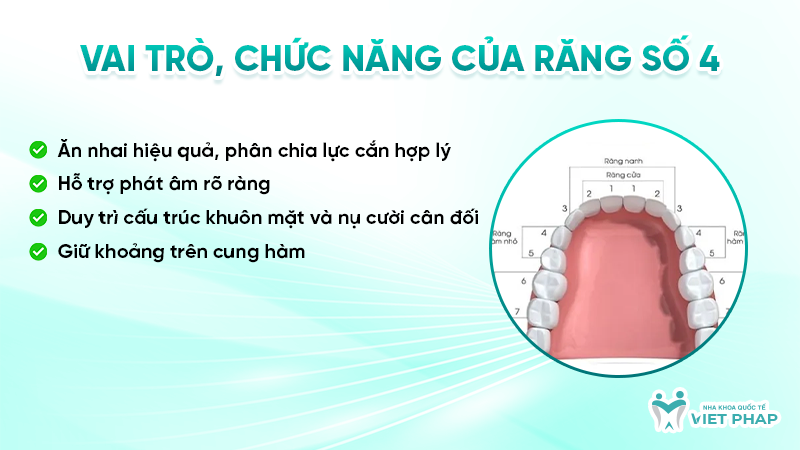rang so 4 3 Vai trò, chức năng của răng số 4