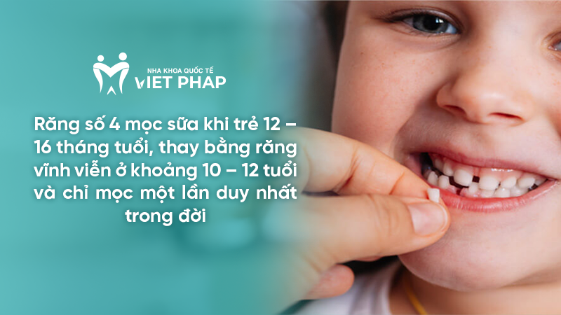 rang so 4 4 Răng số 4 mọc sữa khi trẻ 12 – 16 tháng tuổi, thay bằng răng vĩnh viễn ở khoảng 10 – 12 tuổi và chỉ mọc một lần duy nhất trong đời
