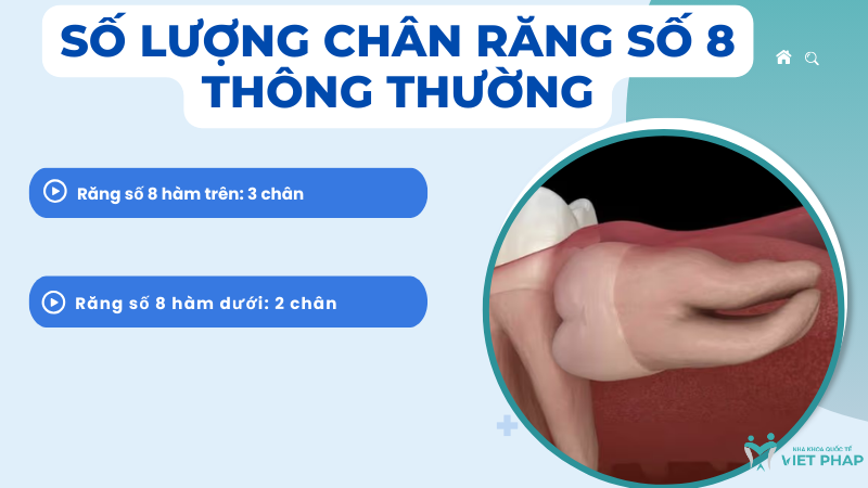 Số lượng chân răng số 8 thông thường