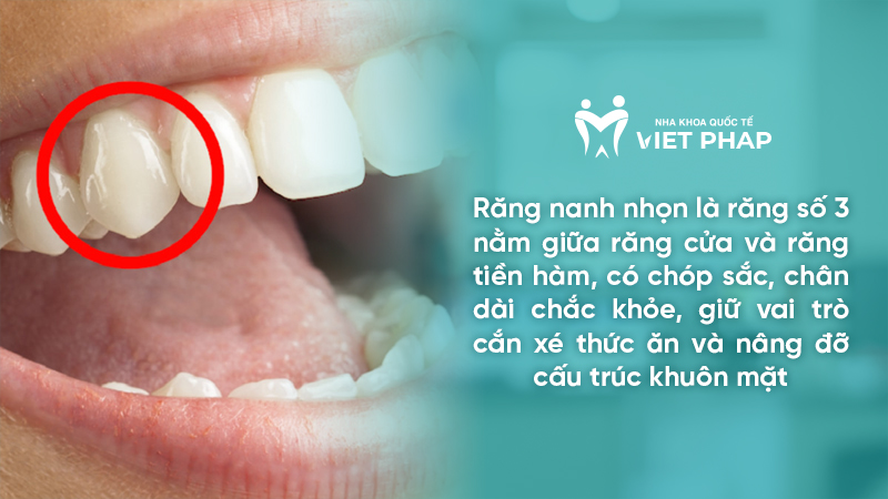 Răng nanh nhọn là răng số 3 nằm giữa răng cửa và răng tiền hàm, có chóp sắc, chân dài chắc khỏe, giữ vai trò cắn xé thức ăn và nâng đỡ cấu trúc khuôn mặt