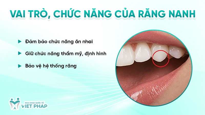 Vai trò, chức năng của răng nanh