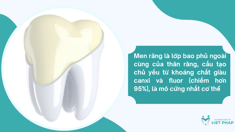 Men răng là lớp bao phủ ngoài cùng của thân răng, cấu tạo chủ yếu từ khoáng chất giàu canxi và fluor (chiếm hơn 95%), là mô cứng nhất cơ thể