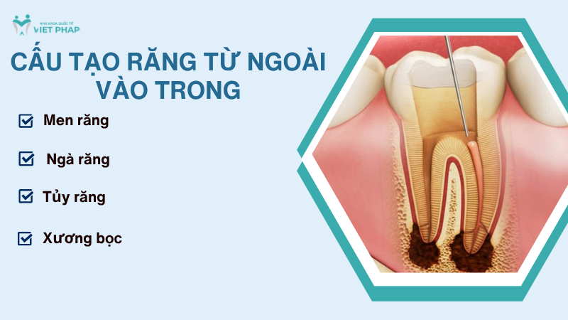 Cấu tạo răng từ ngoài vào trong