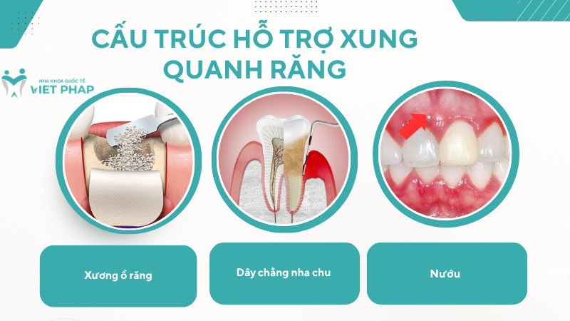 Cấu trúc hỗ trợ xung quanh răng