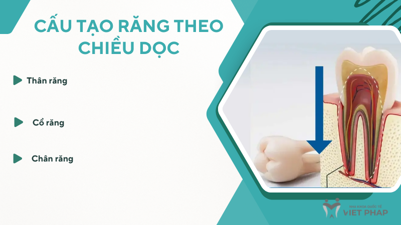 Cấu tạo răng theo chiều dọc