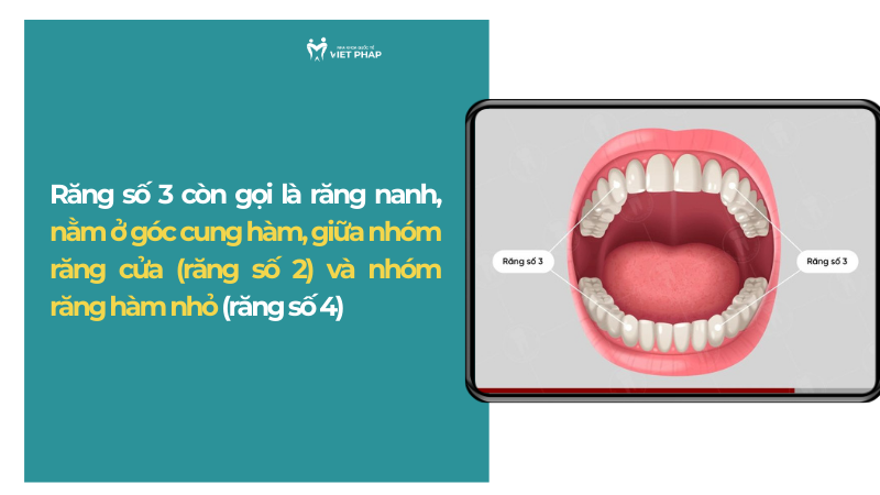 Răng số 3 còn gọi là răng nanh, nằm ở góc cung hàm, giữa nhóm răng cửa (răng số 2) và nhóm răng hàm nhỏ (răng số 4)