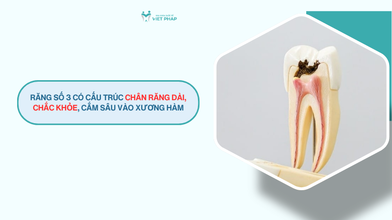 Răng số 3 có cấu trúc chân răng dài, chắc khỏe, cắm sâu vào xương hàm