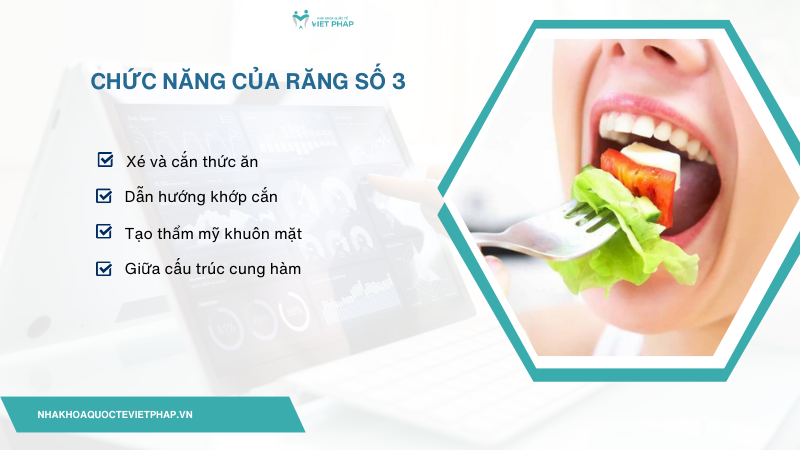 Chức năng của răng số 3