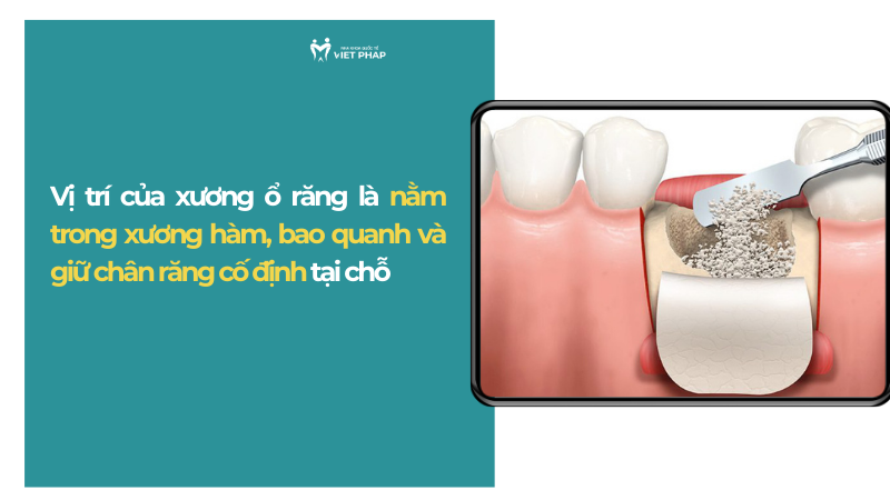 Vị trí của xương ổ răng là nằm trong xương hàm, bao quanh và giữ chân răng cố định tại chỗ