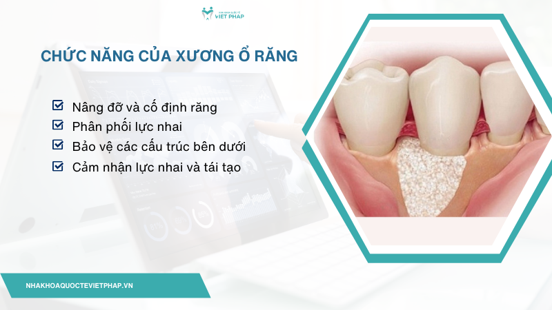 Chức năng của xương ổ răng