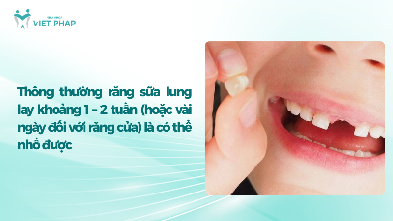 Thông thường răng sữa lung lay khoảng 1 – 2 tuần (hoặc vài ngày đối với răng cửa) là có thể nhổ được